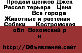 Продам щенков Джек Рассел терьера › Цена ­ 25 000 - Все города Животные и растения » Собаки   . Костромская обл.,Вохомский р-н